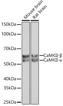 A0198_1.jpg
