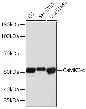 A0198_2.jpg