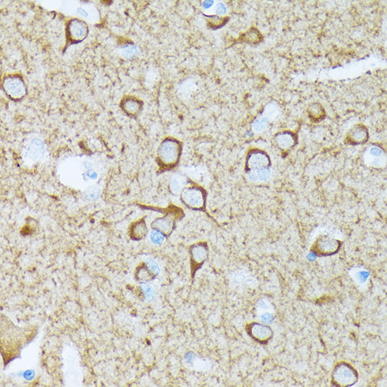 A0198_4.jpg