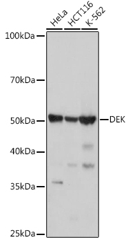 A0315_1.jpg