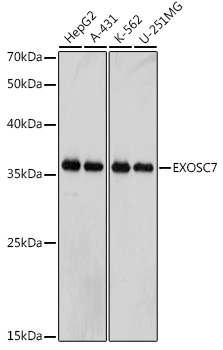 A0341_1.jpg