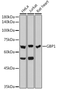 A0570_1.jpg