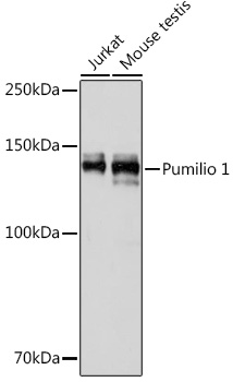 A0571_1.jpg