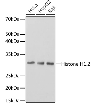 A0646_1.jpg