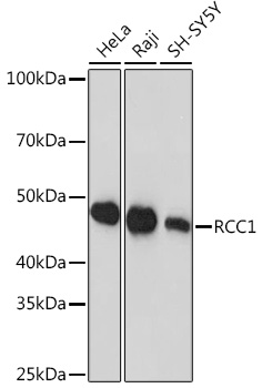 A0662_1.jpg