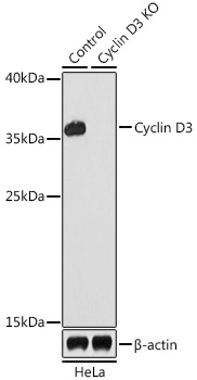 A0746_2.jpg