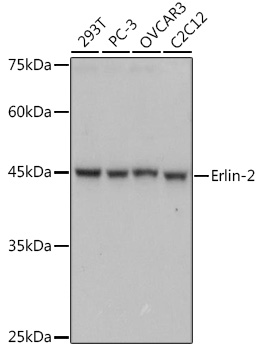 A0781_1.jpg