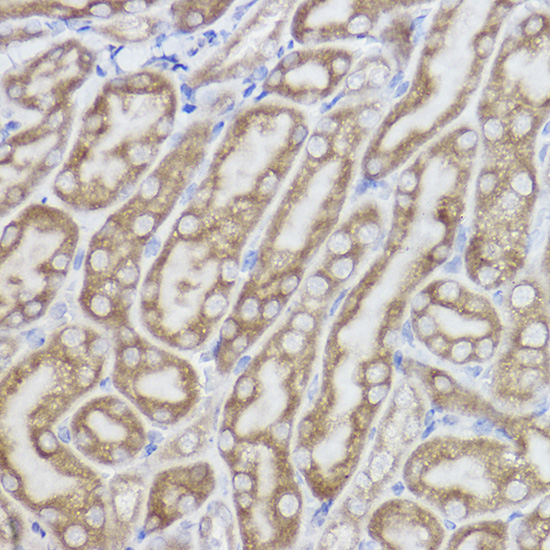 A0781_2.jpg