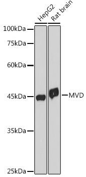 A0813_1.jpg