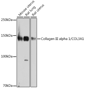 A0817_2.jpg