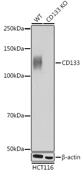 A0818_2.jpg