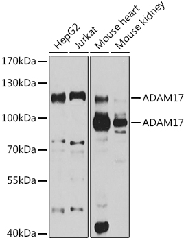A0821_1.jpg