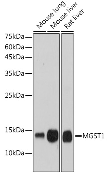 A0880_1.jpg