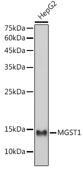 A0880_2.jpg