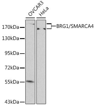 A0887_1.jpg
