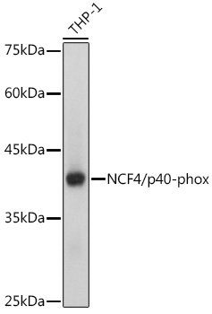 A0935_1.jpg