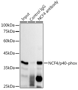A0935_4.jpg