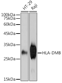 A0948_1.jpg