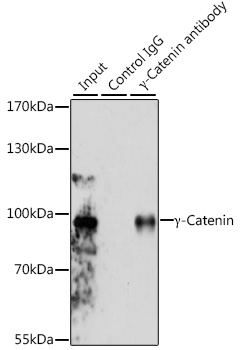 A0963_2.jpg