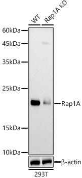 A0975_2.jpg