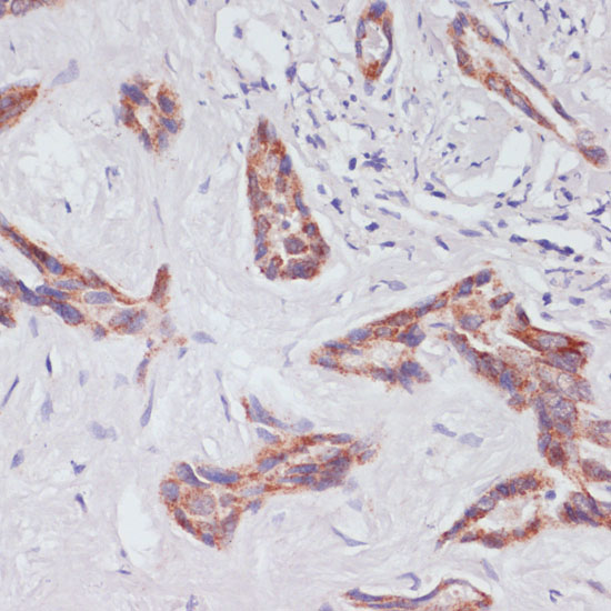 A0975_3.jpg