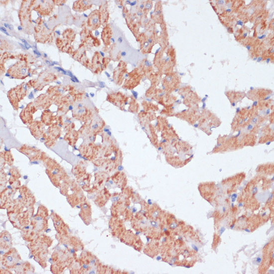 A0998_2.jpg