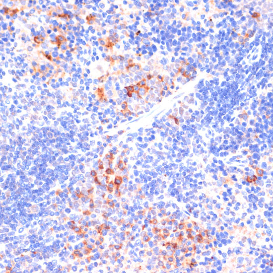 A0998_3.jpg