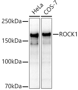 A1008_1.jpg
