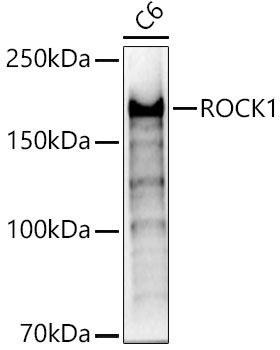 A1008_2.jpg