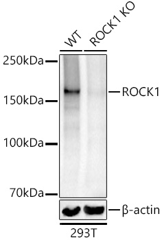 A1008_3.jpg
