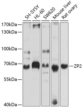 A10126_1.jpg