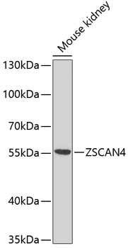 A10205_1.jpg