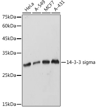 A1026_1.jpg