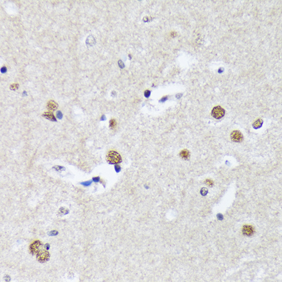 A1027_4.jpg