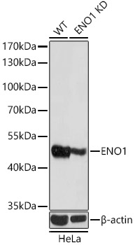 A1033_1.jpg
