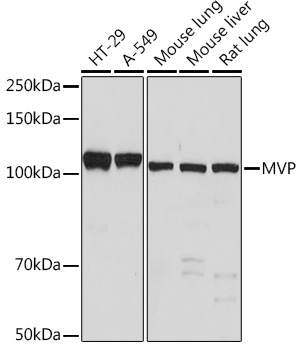 A1039_1.jpg