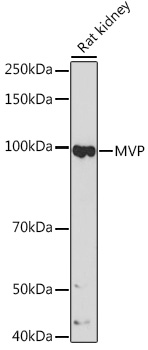 A1039_2.jpg