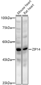 A10413_1.jpg