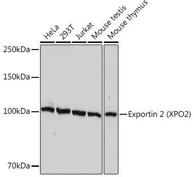 A1041_1.jpg