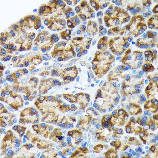A1042_2.jpg