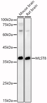 A1059_2.jpg