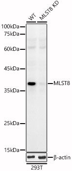 A1059_3.jpg
