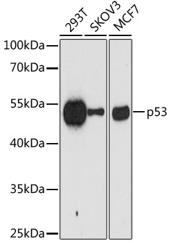 A10610_1.jpg