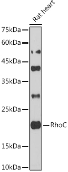 A1062_2.jpg