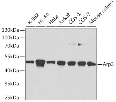 A1064_1.jpg