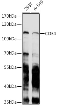 A10798_1.jpg