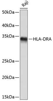 A10863_1.jpg