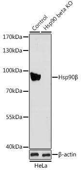 A1087_1.jpg