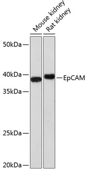 A1107_1.jpg