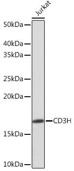 A11157_1.jpg
